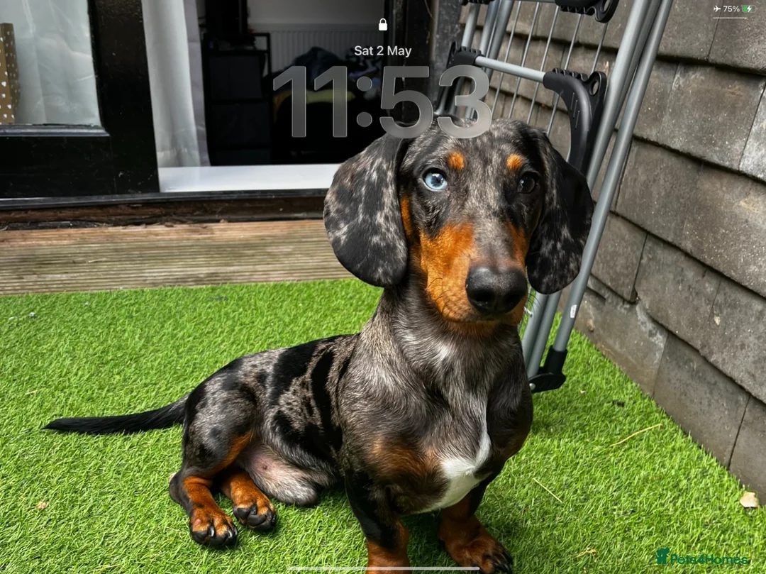 Dachshund dogs for stud: Black & Grey Standard Dachshund Stud Blue&GreenEye in London - Advert 1