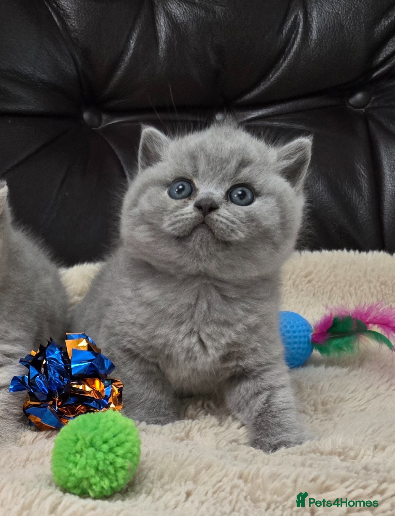 British Shorthair cats GCCF registered Imperial Grand Champion dad 🏆😍  - Advert 16