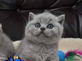 British Shorthair cats GCCF registered Imperial Grand Champion dad 🏆😍 - Advert 16
