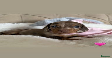Miniature Dachshund dogs - Advert 2