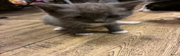 Mixed Breed cats for sale: Grey Kittens - Advert 9