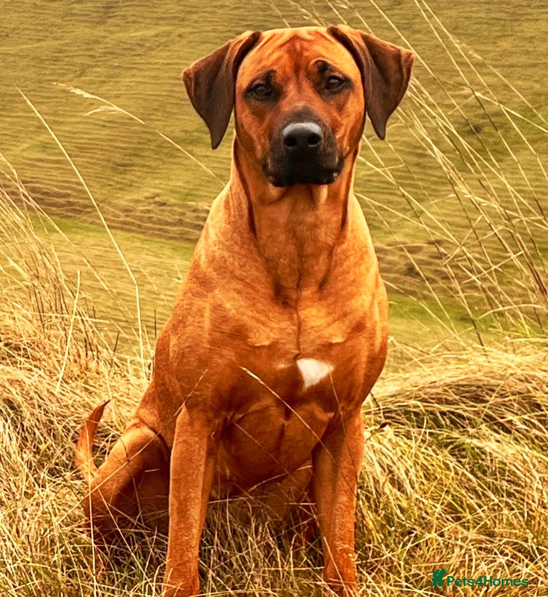 Rhodesian Ridgeback dogs for sale: Waiting List Open - Due 12th June in Melksham - Advert 10