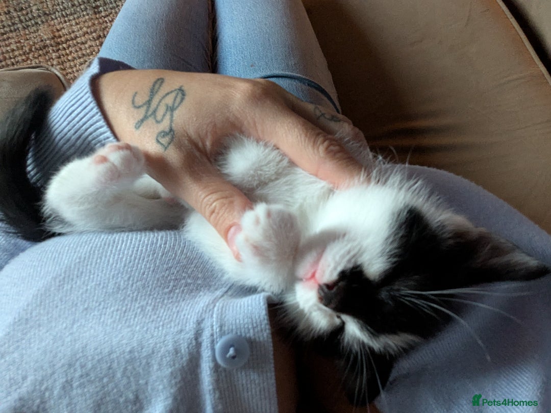 Mixed Breed cats for sale: Gorgeous fluffy kittens - Image 6