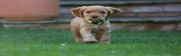 Cocker Spaniel dogs for sale: Gorgeous Working Cocker Spaniel Pups  - Advert 36