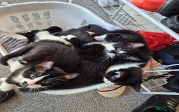 Ragdoll cats for sale: Mum is half rag doll  - Advert 2