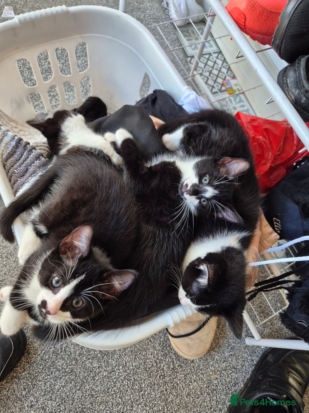 Ragdoll cats for sale: Mum is half rag doll  - Advert 2