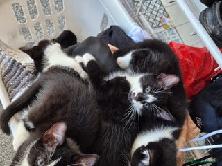 Ragdoll cats Mum is half rag doll - Advert 4