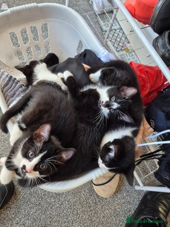 Ragdoll cats Mum is half rag doll - Advert 9