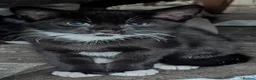 Mixed Breed cats for sale: 4 beautiful kittens - Advert 5