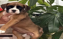 Boxer dogs for sale: Bouncy beautiful boxers  - Image 16