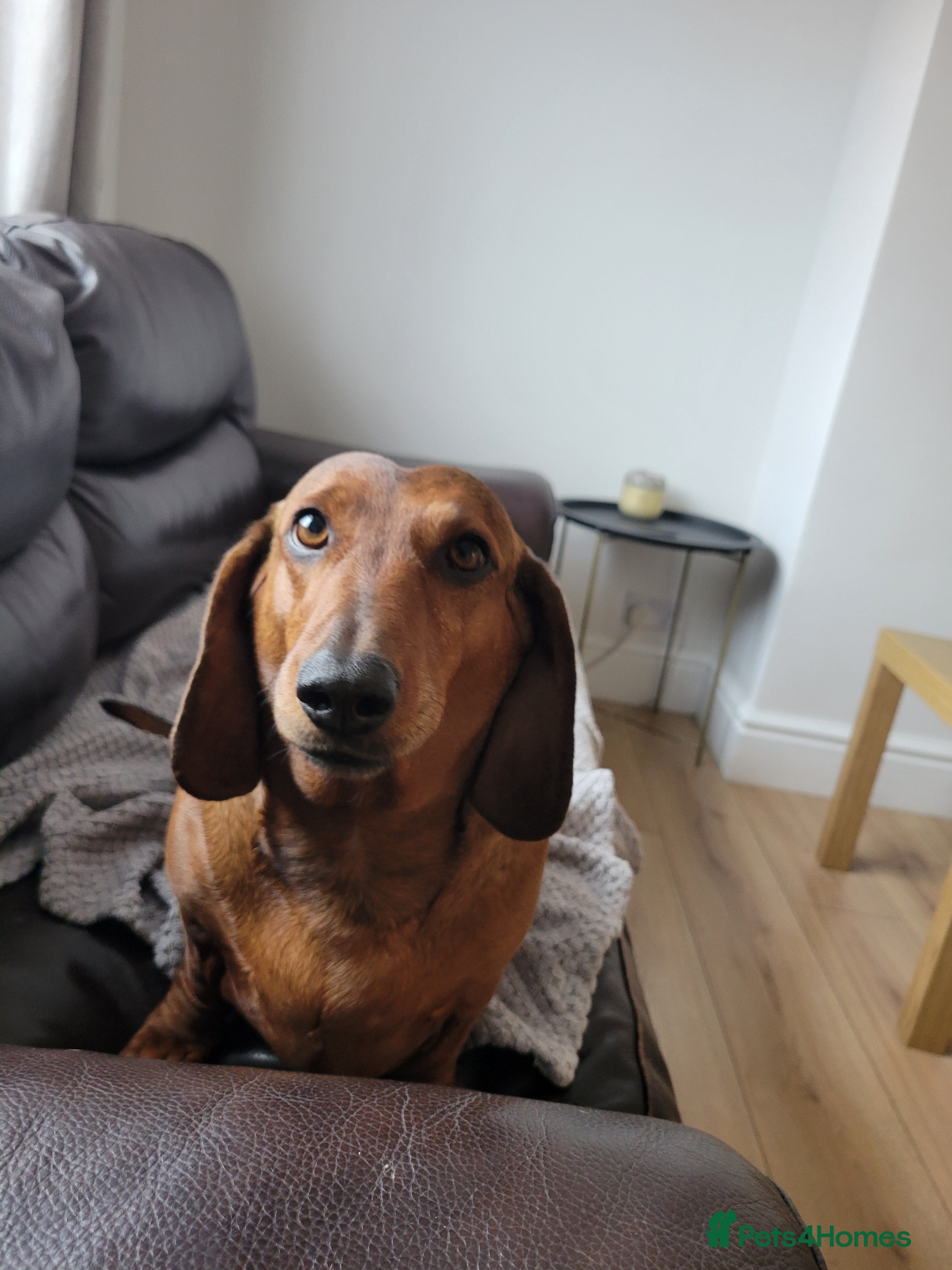 Dachshund dogs HOME NEEDED FOR MY FEMALE - Advert 4