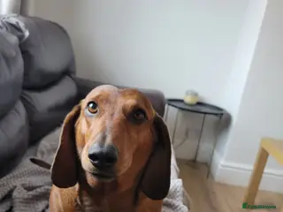 Dachshund dogs HOME NEEDED FOR MY FEMALE - Advert 4