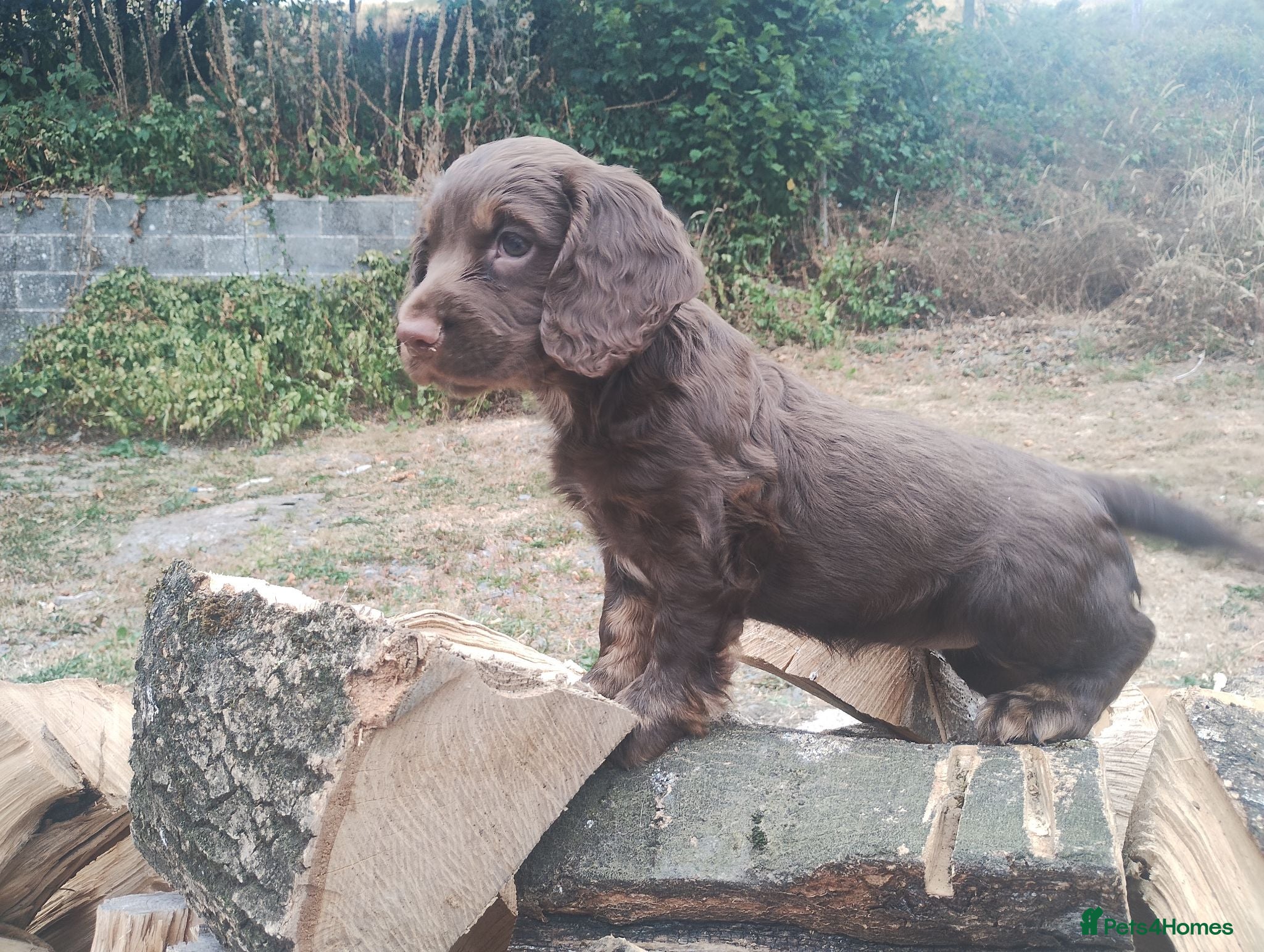 Cocker Spaniel dogs Cocker Spaniel Puppies  - Advert 5