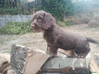 Cocker Spaniel dogs Cocker Spaniel Puppies - Advert 5