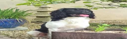 English Springer Spaniel dogs for sale: Beautiful Springer Spaniel Puppies For Sale  - Advert 25