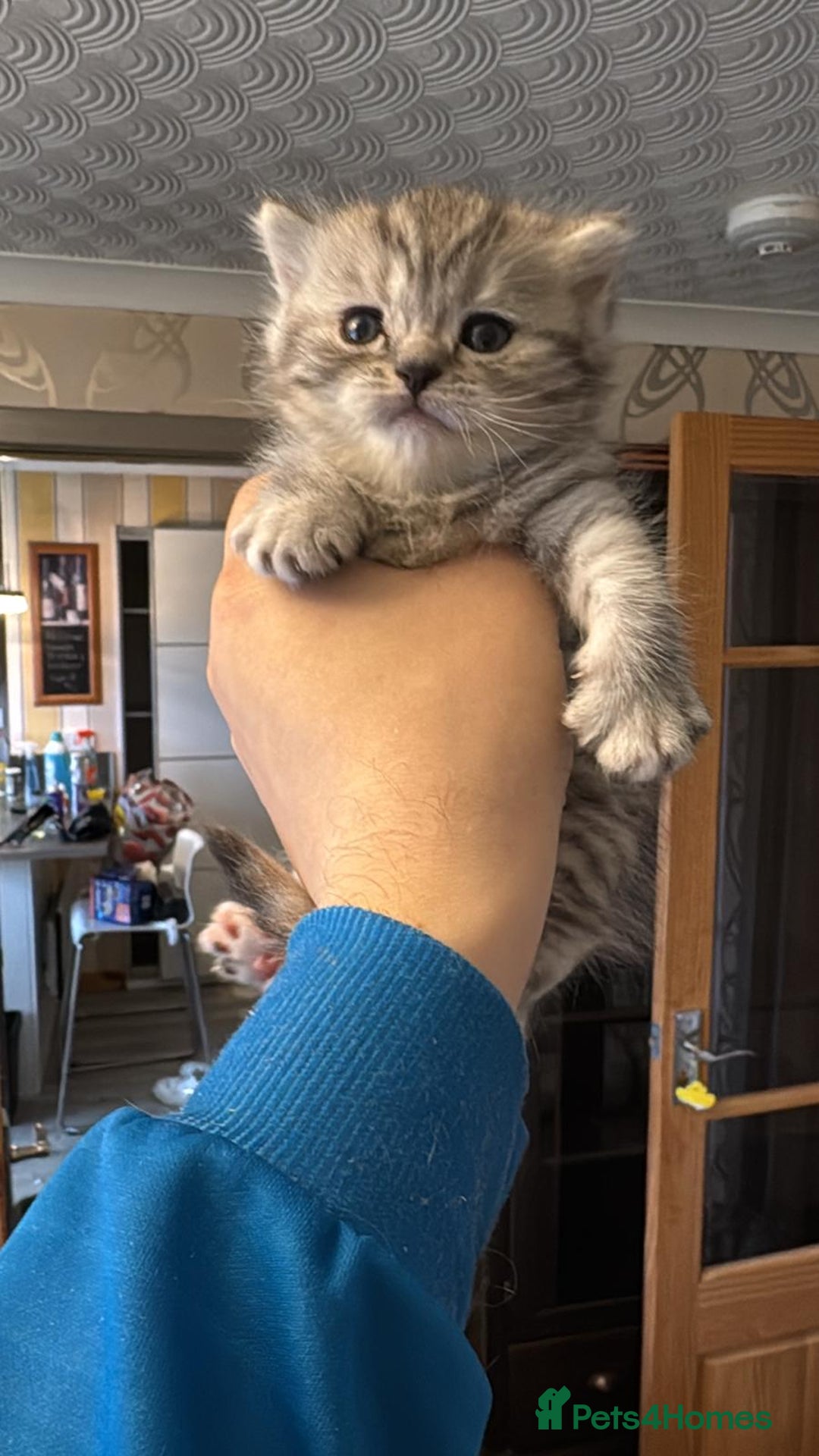 British Shorthair cats for sale: Scottish Straight Kitten - Advert 1