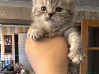 British Shorthair cats Scottish Straight Kitten - Advert 15