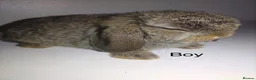 Mini Lop rabbits for sale: Mini  lops and mini double maned lionheads - Advert 5