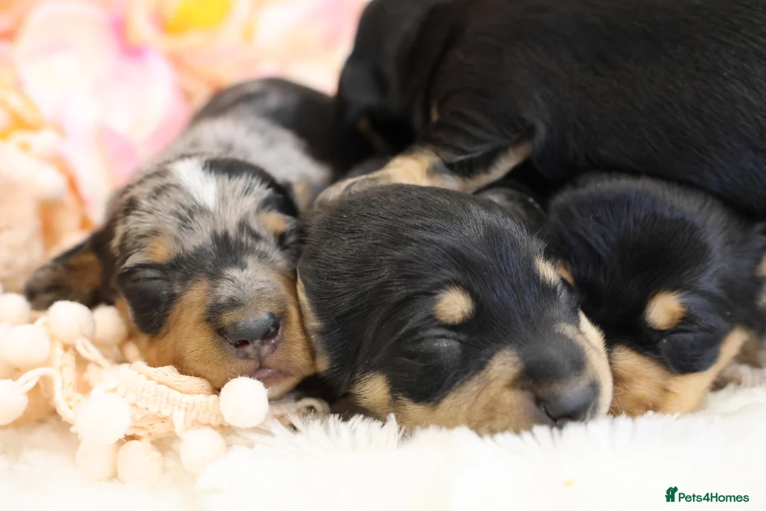 Miniature Dachshund dogs for sale: KC Miniature Dachshund Puppies - Advert 8