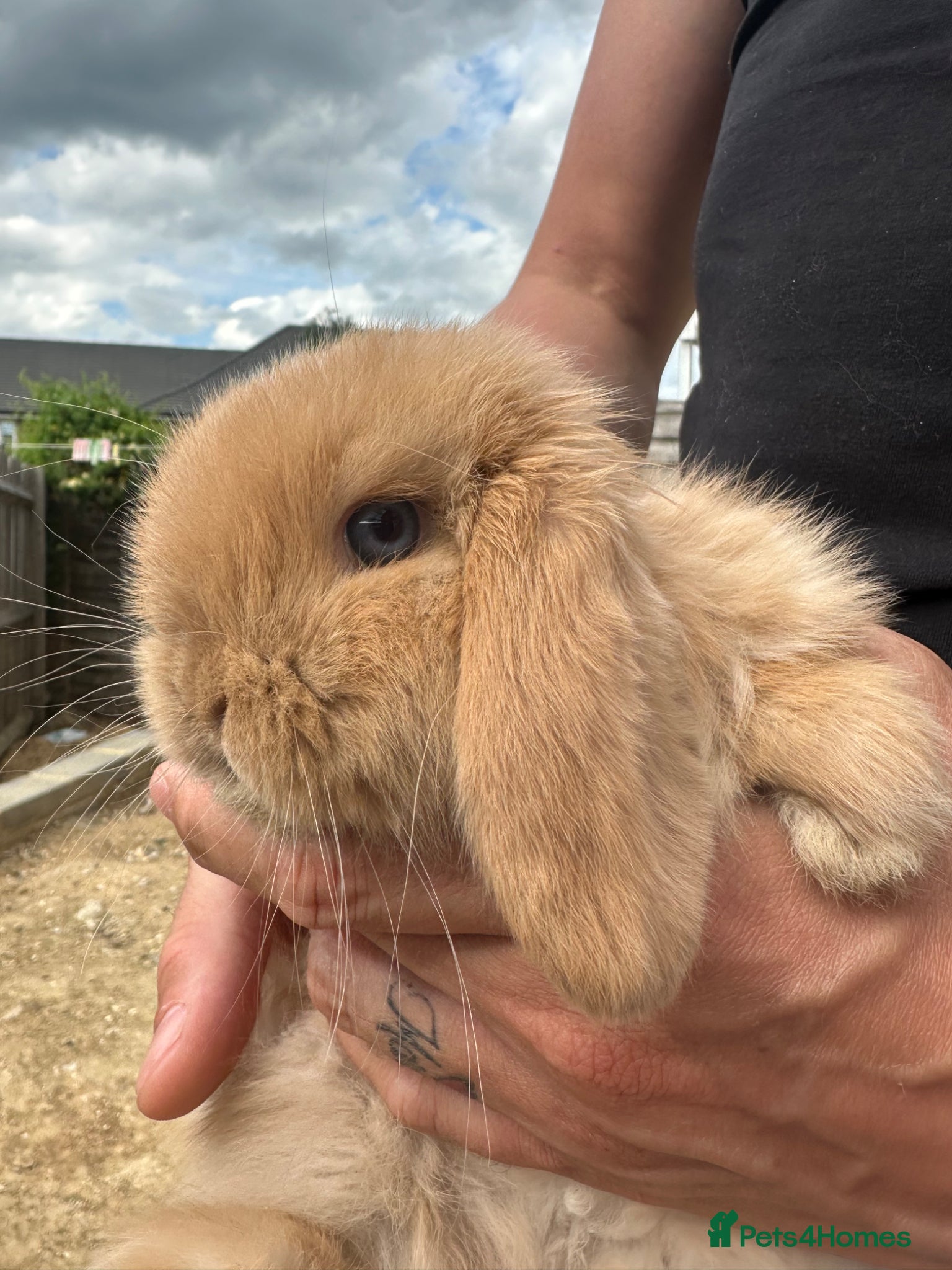 Mini Lop rabbits Mini lop rabbits  - Advert 7