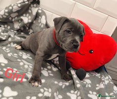 Staffordshire Bull Terrier dogs - Advert 5