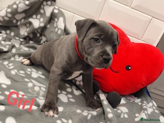 Staffordshire Bull Terrier dogs - Advert 2