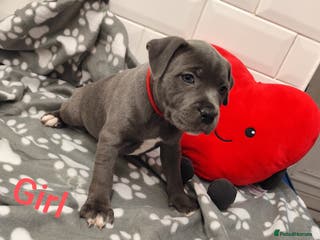 Staffordshire Bull Terrier dogs SOLD PUPPYS Blue Staffordshire Bull Terrier - Advert 14