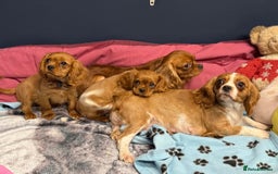 Cavalier King Charles Spaniel dogs for sale: Cavalier king Charles  Ruby's puppy's   - Image 4