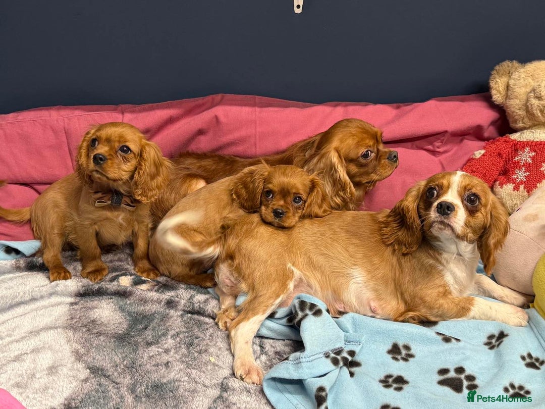 Cavalier King Charles Spaniel dogs for sale: Cavalier king Charles  Ruby's puppy's   - Image 4
