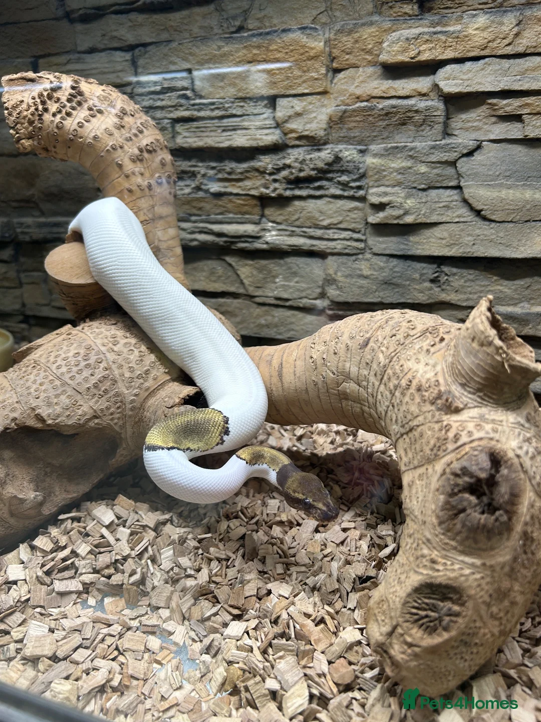 Python Snake reptiles for sale: Pie Ball Python - 2 years old - Advert 1
