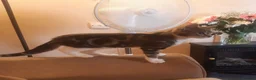 Mixed Breed cats for adoption: 3 lovely boy kittens for adoption - Advert 7