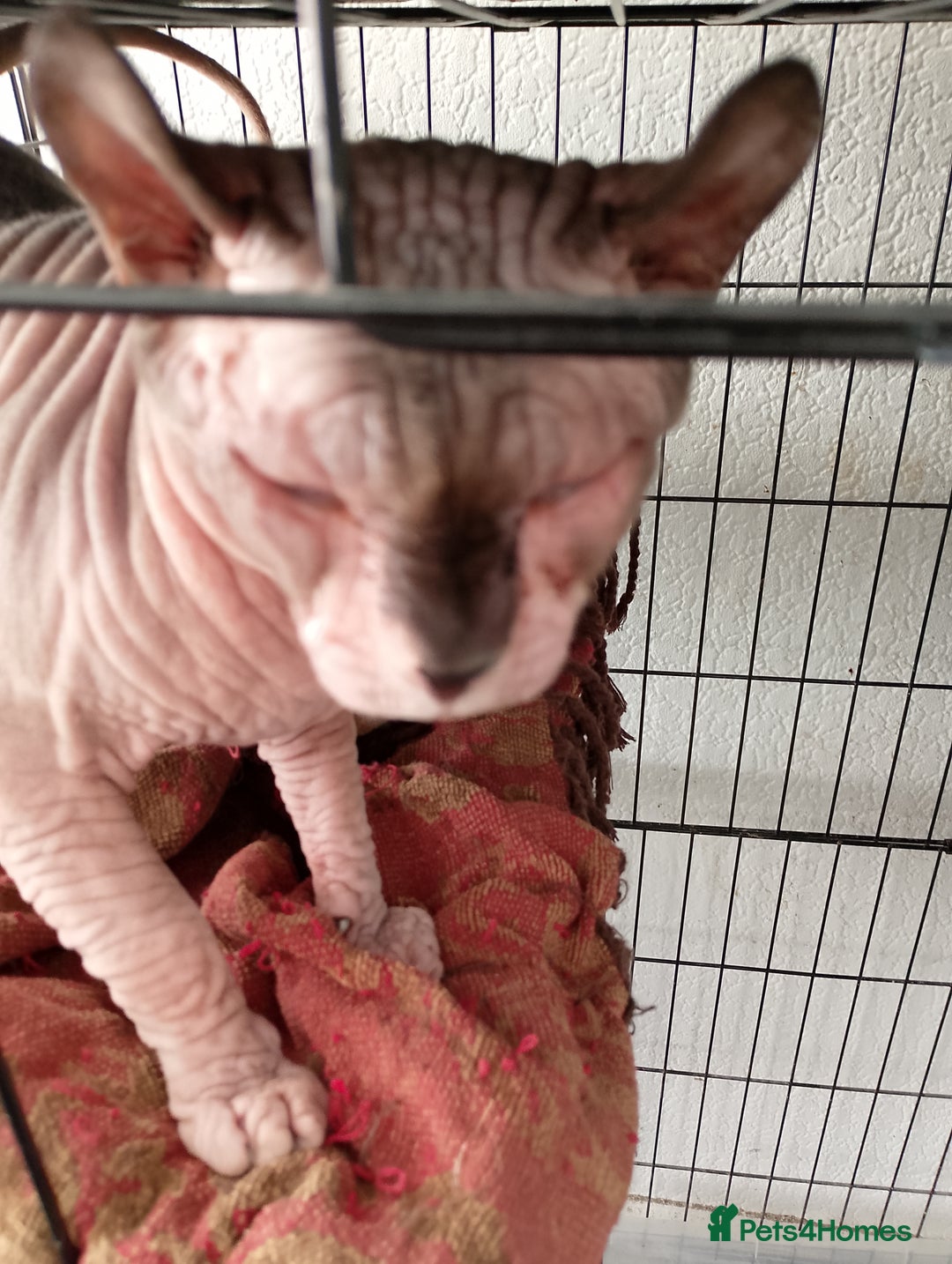 Sphynx cats for sale: 8 month old sphynx for sale - Advert 4