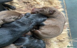 Labrador Retriever dogs for sale: KC registered Labrador pups ready October  - Image 7