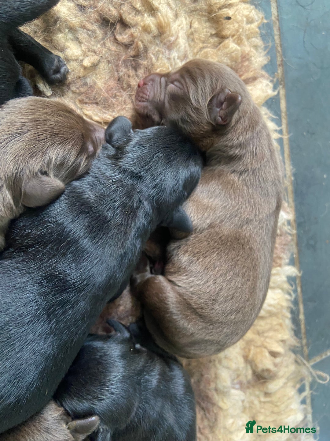 Labrador Retriever dogs for sale: KC registered Labrador pups ready October  - Image 7