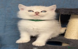 British Shorthair cats for sale: British shorthair silver/golden kittens TICA - Image 5