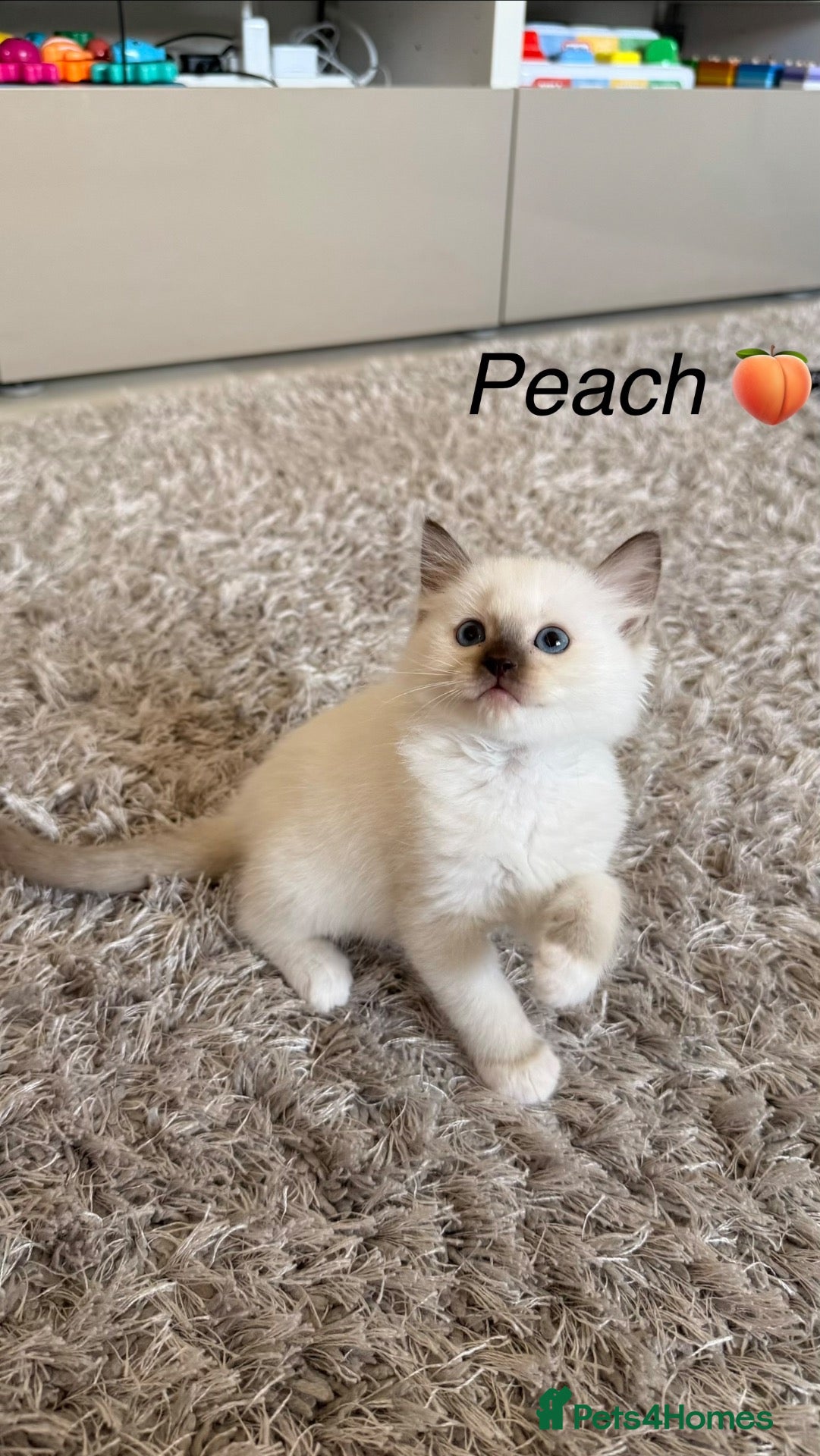 Ragdoll cats 5 Beautiful Kittens - Ready 15th September💙🩷 - Advert 10
