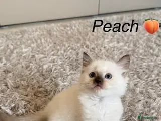 Ragdoll cats 5 Beautiful Kittens - Ready to Leave Now 💙🩷 - Advert 2
