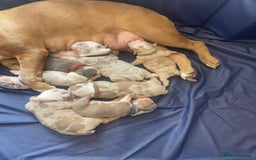 English Bulldog dogs for sale: Puppies for sale - Image 1