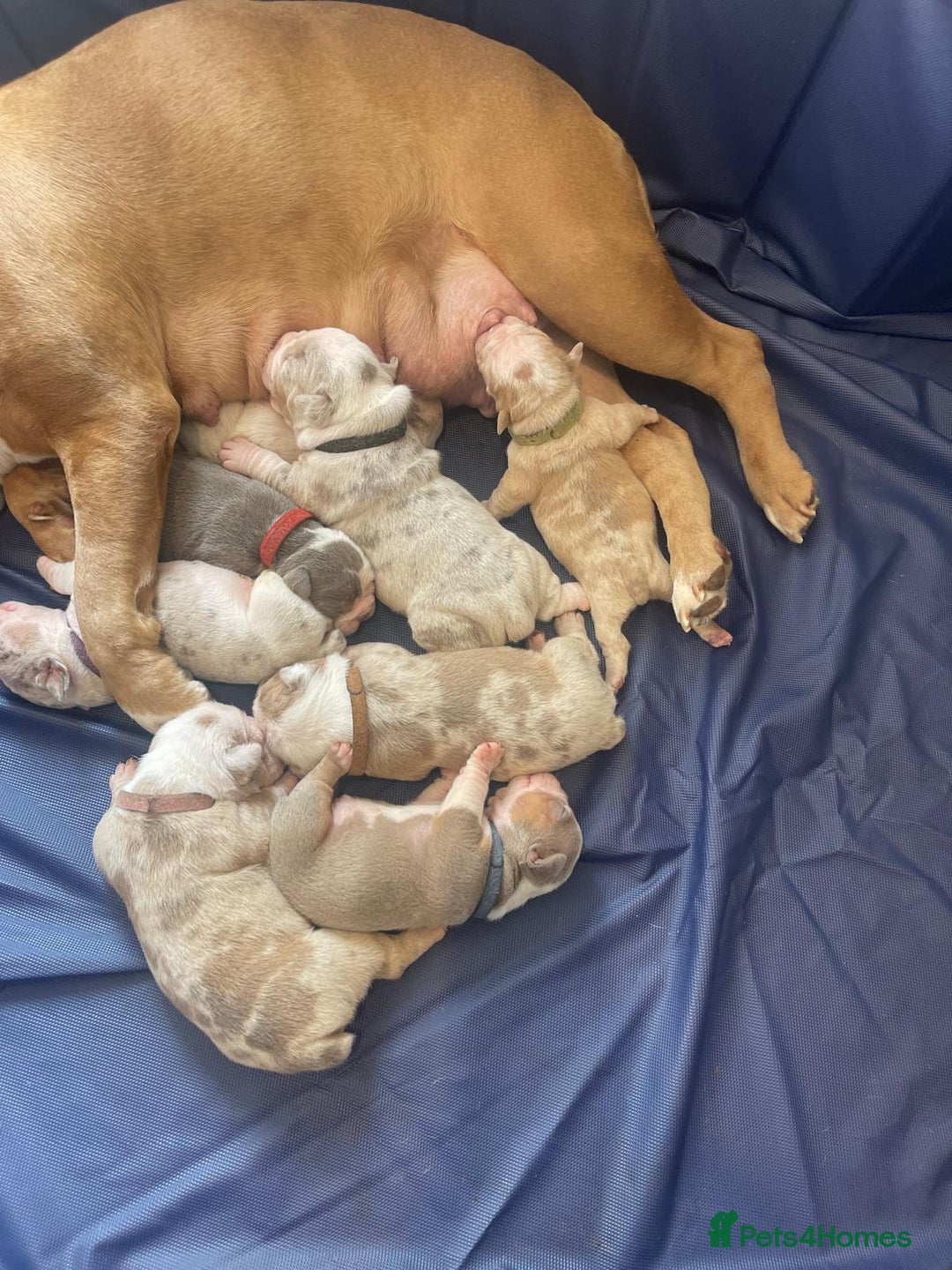English Bulldog dogs for sale: Puppies for sale - Image 1