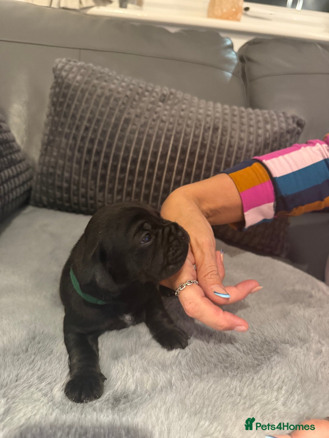 Mixed Breed dogs for sale: LAST REMAINING BLACK cockerbull puppies  - Advert 6