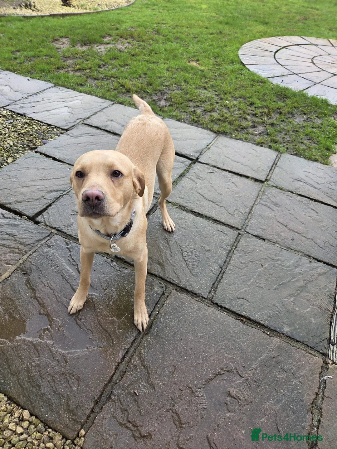 Goldador dogs for sale: Chunky Golador Puppies - Advert 15