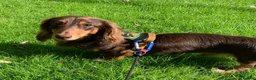 Miniature Dachshund dogs for sale: Kaneiehan long haired daschund boy  - Advert 3
