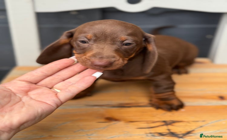 Dachshund dogs - Advert 16