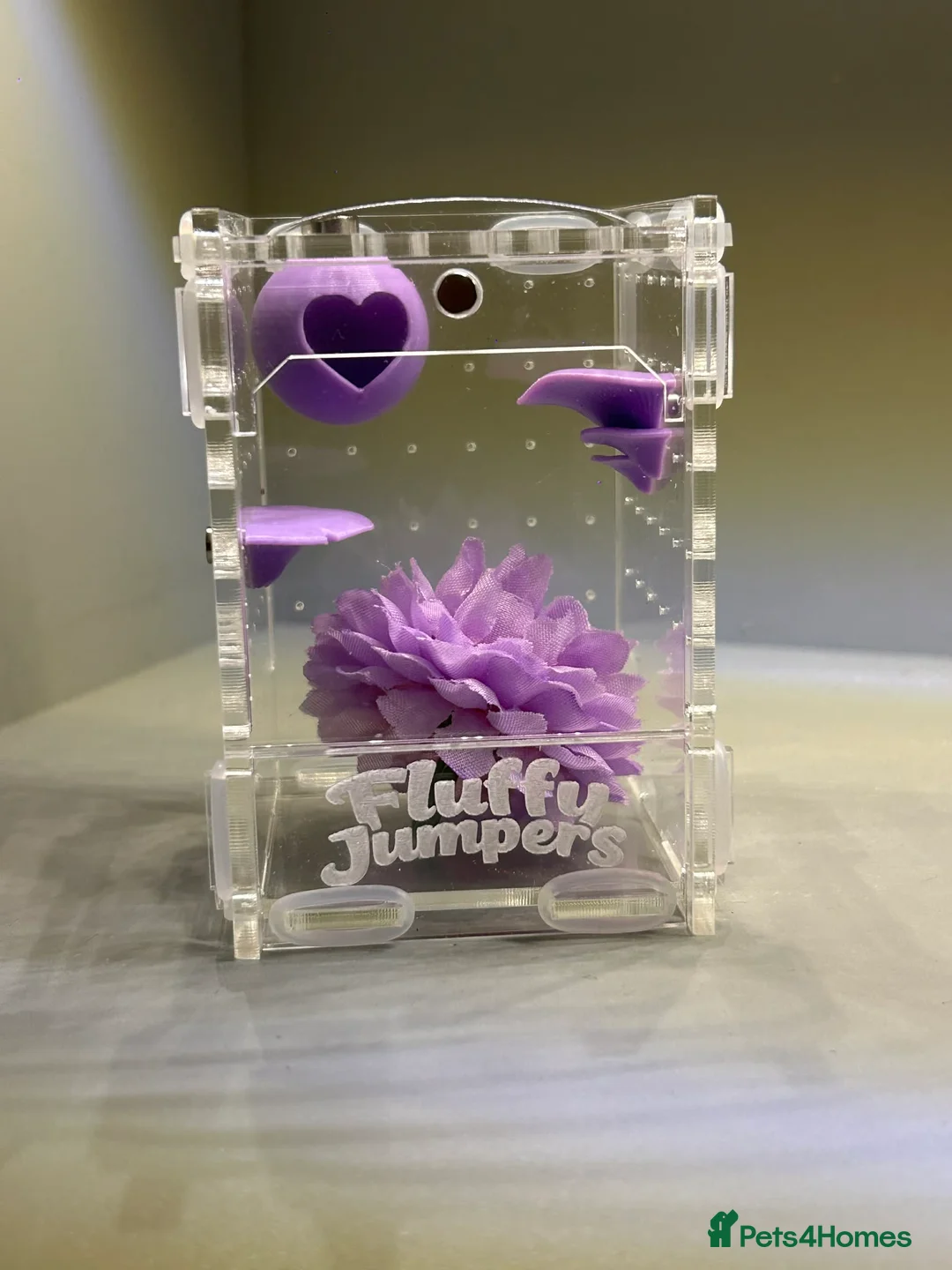 Spiders invertebrates for sale: Male Bahama Jumping spider with enclosure set up  - Advert 2