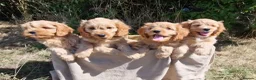 Cavapoo dogs for sale: Cuddly Cavapoos Ready Now! - Advert 4