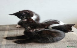 Mixed Breed cats for sale: Kittens - Image 6