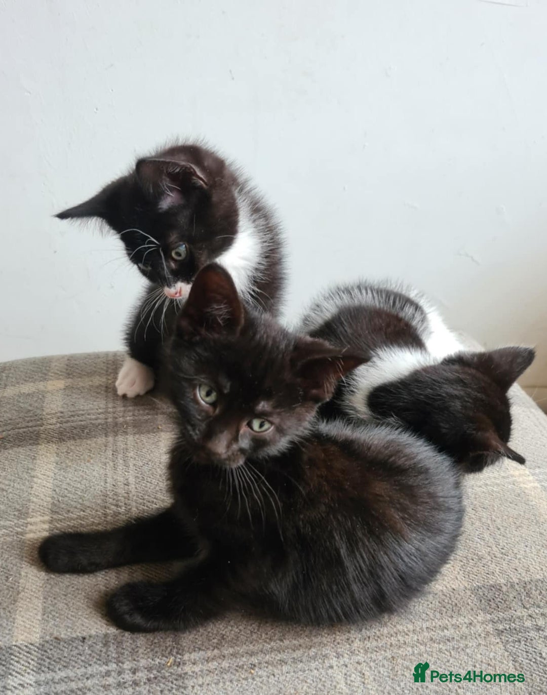 Mixed Breed cats for sale: Kittens - Image 6