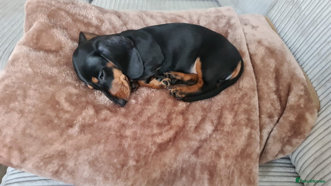 Miniature Dachshund dogs for sale: Miniature Dachshund puppies - Image 15