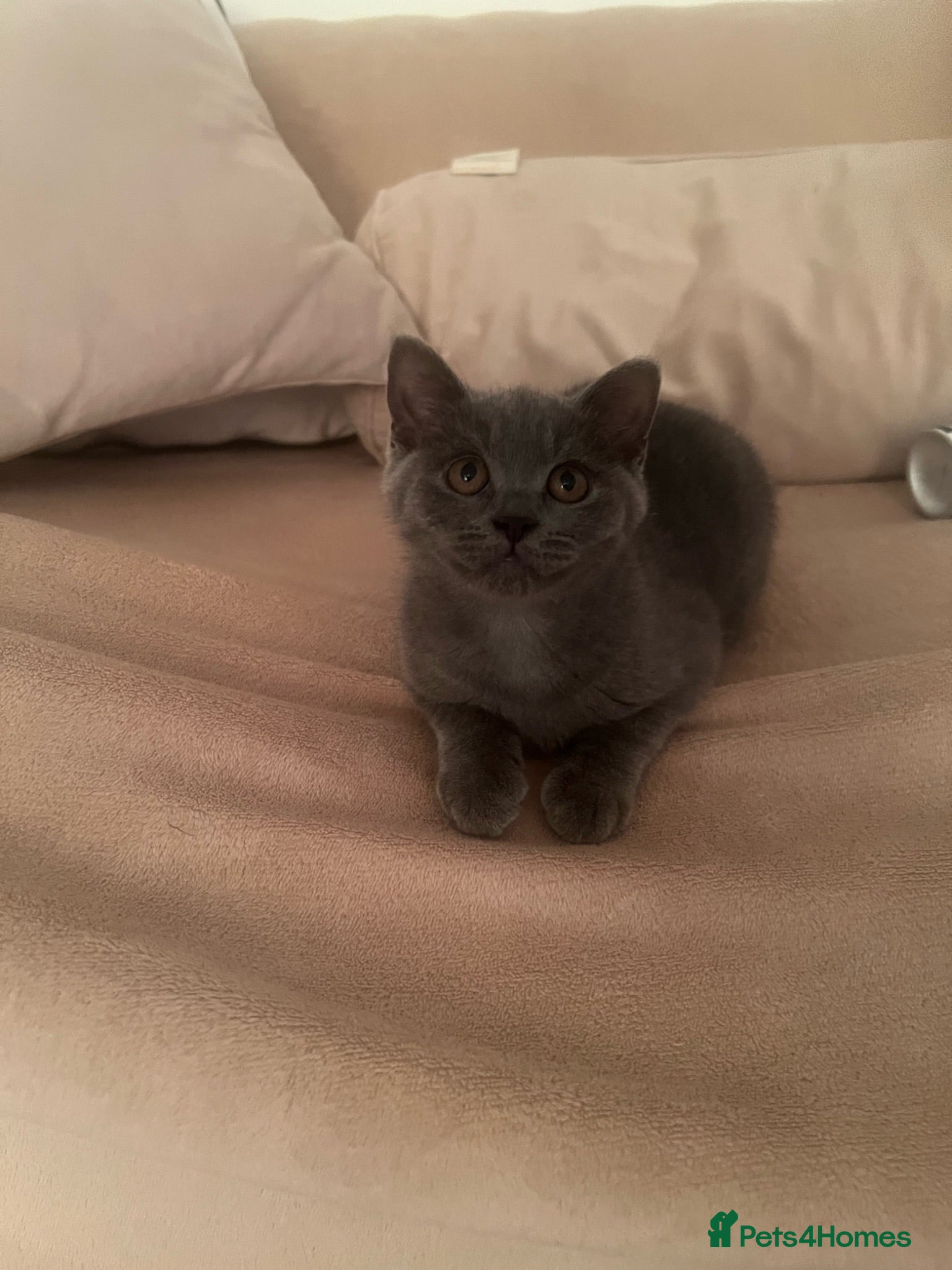 British Shorthair cats Gorgeous Blue Female Kitten – Last Girl Available - Advert 3