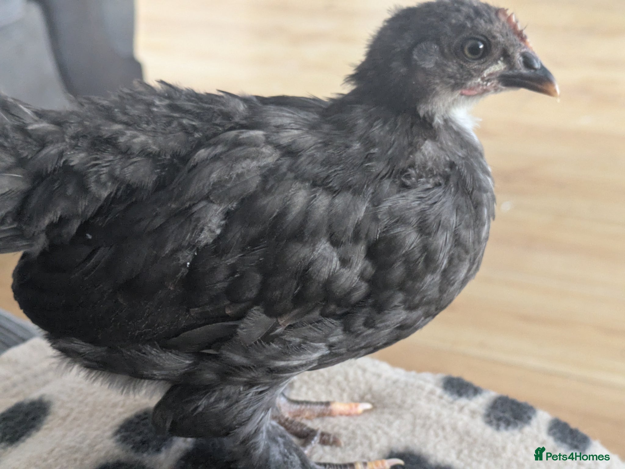 Chickens poultry 4 bantams and 2 brahmas for sale  - Advert 1